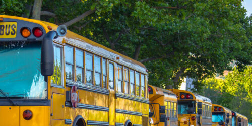 School buses parked in a row under the shade of trees on a sunny street.